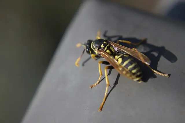 Wasp-Removal--Wasp-Removal-5084256-image