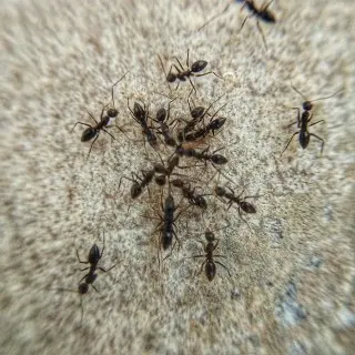 Ant Control | Authority Pest Control