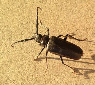 Beetle-Control--in-Los-Angeles-California-Beetle-Control-5066937-image