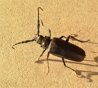Beetle -Control--in-LONG-BEACH-California-Beetle-Control-5066937-image