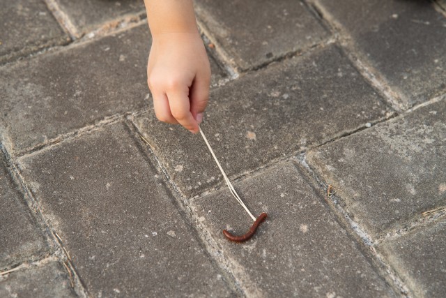 Centipede-Removal--in-Boston-Massachusetts-Centipede-Removal-5067690-image