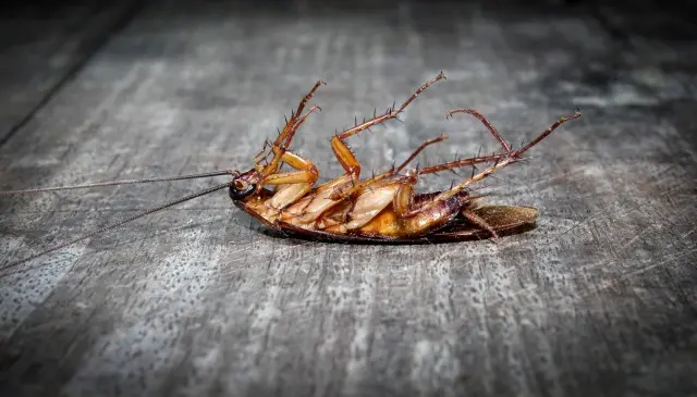Cockroach-Removal--in-Arlington-Texas-Cockroach-Removal-5068443-image