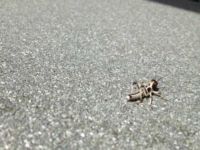 Cricket-Control--in-Bakersfield-California-Cricket-Control-5069196-image