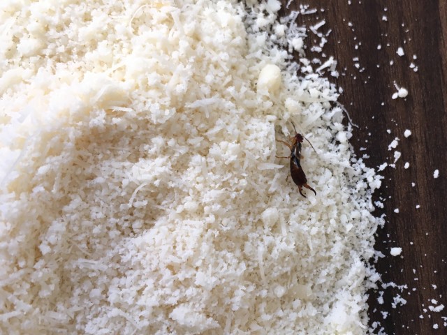 Earwig-Removal--in-Los-Angeles-California-Earwig-Removal-5069949-image