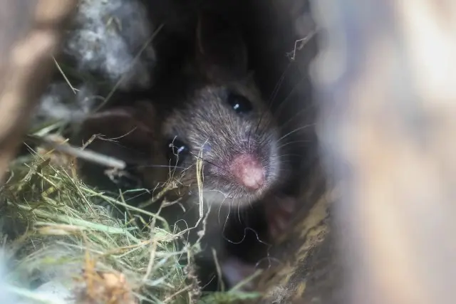 Mice-Extermination--in-Albuquerque-New-Mexico-Mice-Extermination-5074467-image