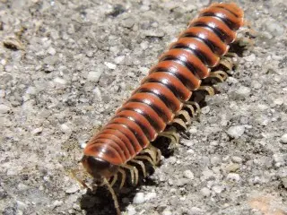 Millipede Removal | Authority Pest Control
