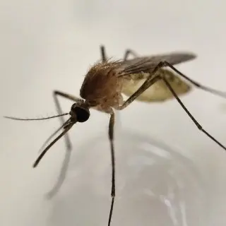 Mosquito -Control--in-Greensboro-North-Carolina-Mosquito-Control-5075973-image