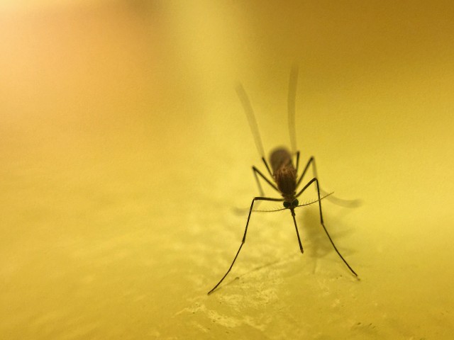 Mosquito-Removal--in-Reno-Nevada-Mosquito-Removal-5076726-image