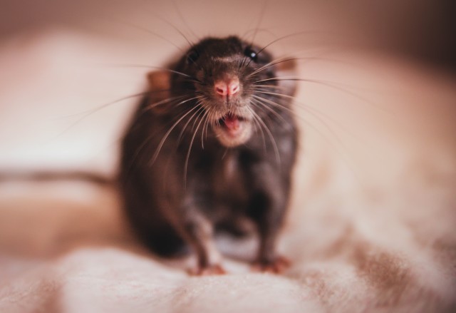 Rat-Control--in-Los-Angeles-California-Rat-Control-5078985-image