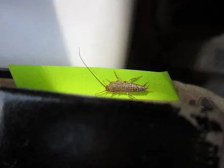 Silverfish Removal | Authority Pest Control
