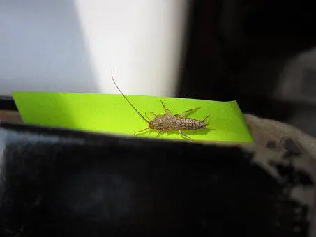 Silverfish-Removal--in-Richmond-Virginia-Silverfish-Removal-5081244-image