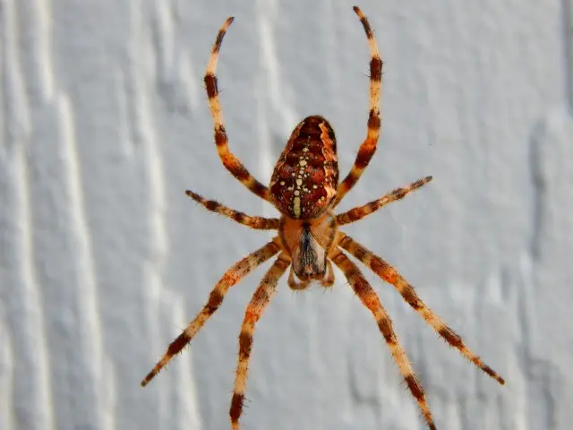 Spider-Removal--in-Wichita-Kansas-Spider-Removal-5081997-image