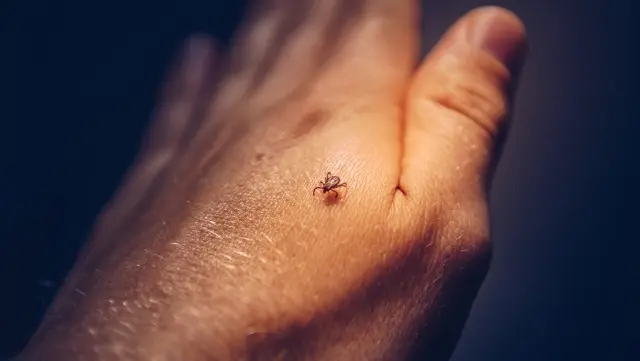Tick-Control--in-New-Orleans-Louisiana-Tick-Control-5083503-image