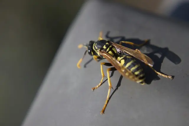 Wasp-Removal--in-Denver-Colorado-Wasp-Removal-5084256-image