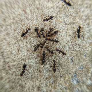 Ant-Control--in-Albuquerque-New-Mexico-ant-control-albuquerque-new-mexico.jpg-image