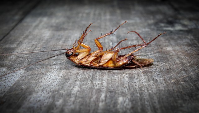 Cockroach-Removal--in-Albuquerque-New-Mexico-cockroach-removal-albuquerque-new-mexico.jpg-image