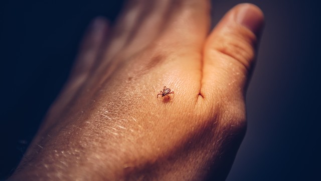 Tick-Control--in-Buffalo-New-York-tick-control-buffalo-new-york.jpg-image